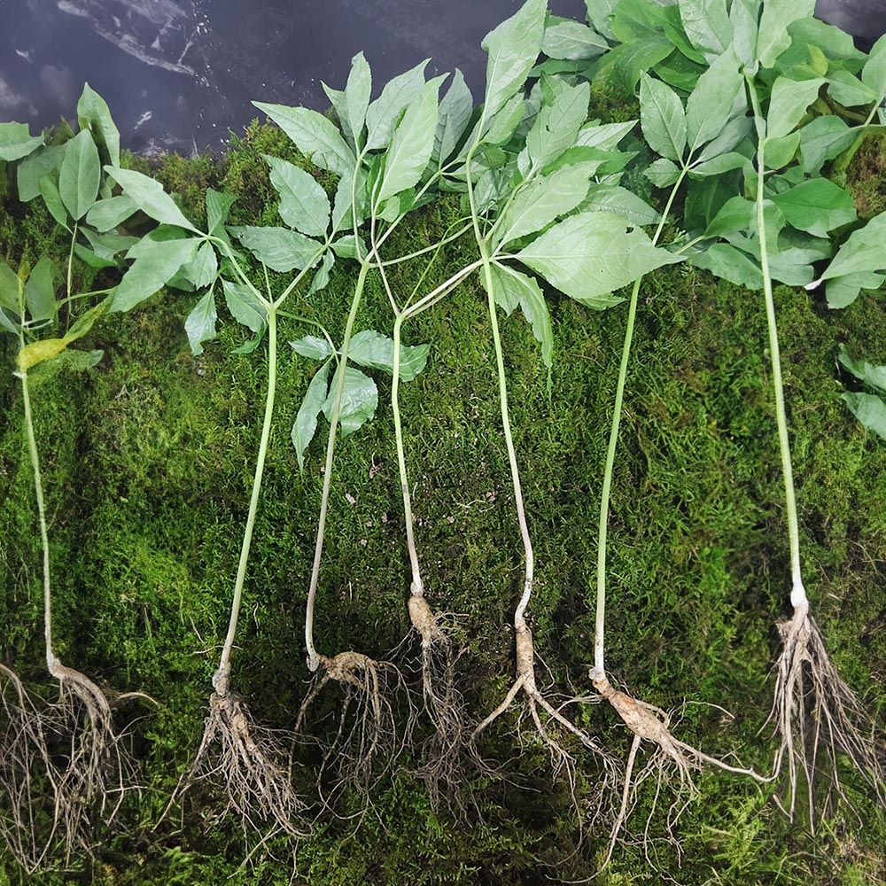 1715307636 thumbnail