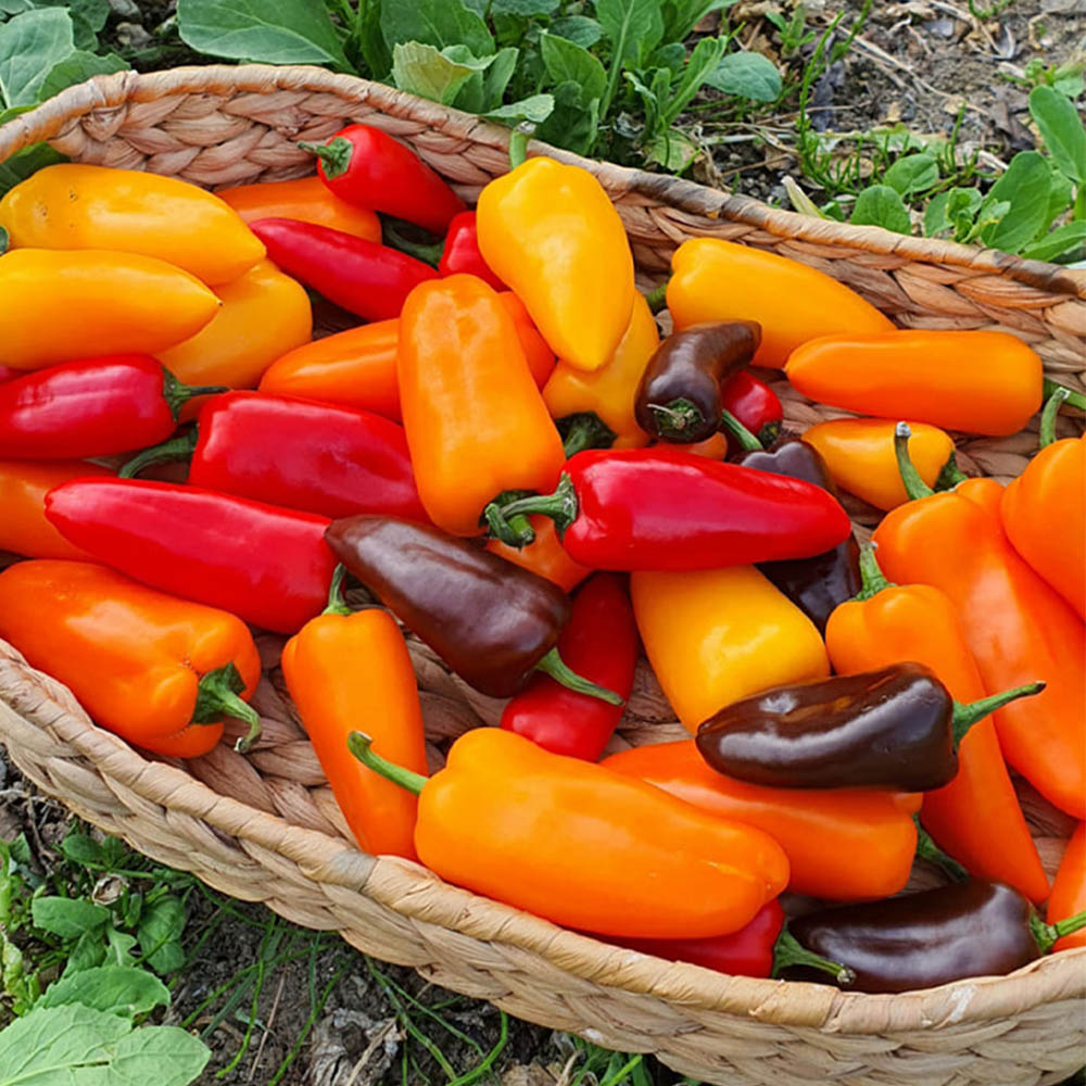 1716271853 thumbnail