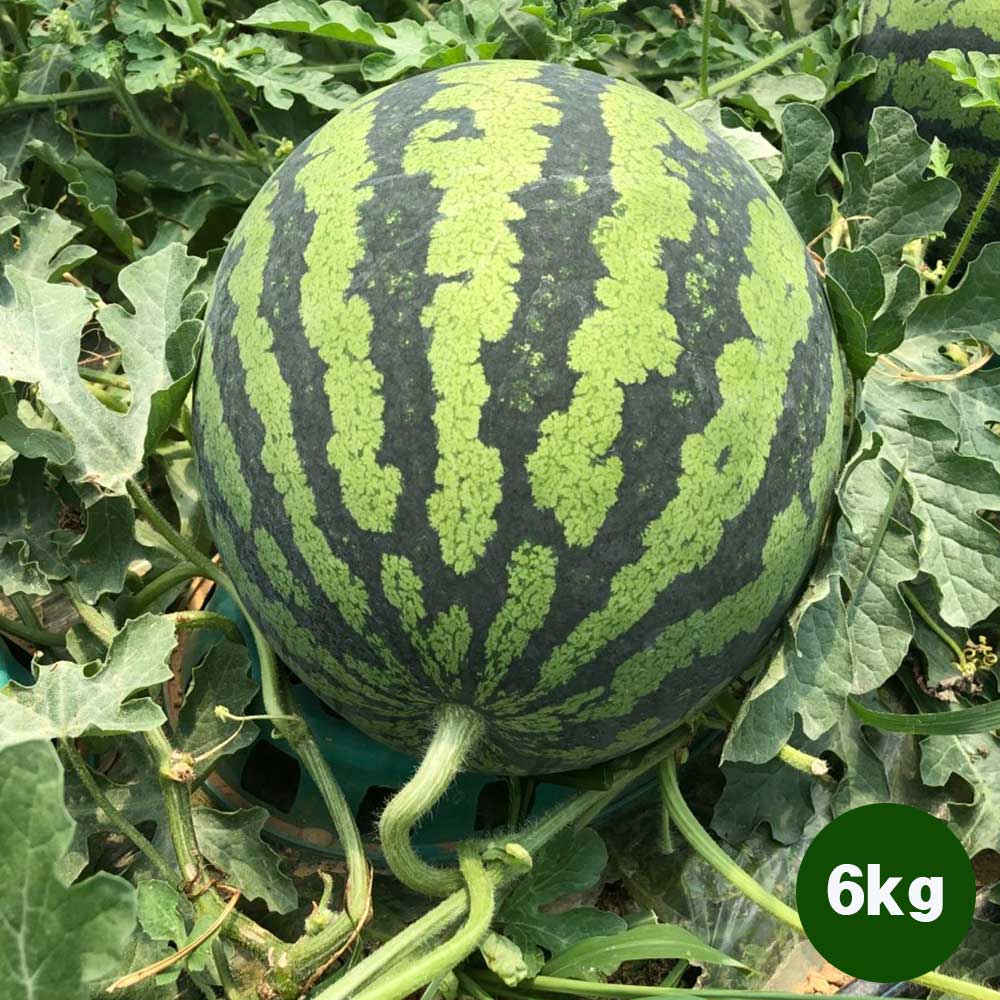 1717738182 thumbnail