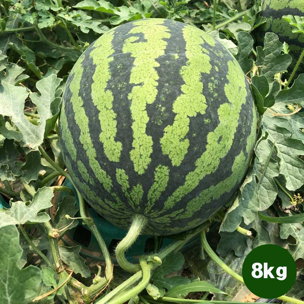 1717738184 thumbnail