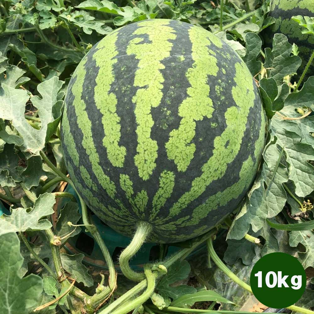 1717738186 thumbnail