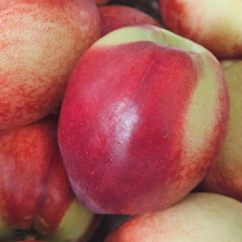 1718181131 thumbnail