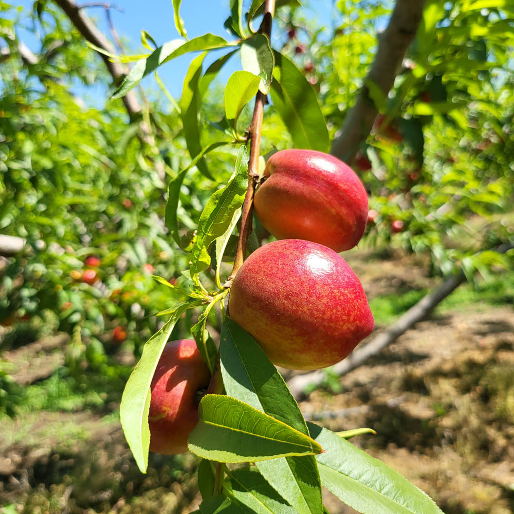 1718345062 thumbnail