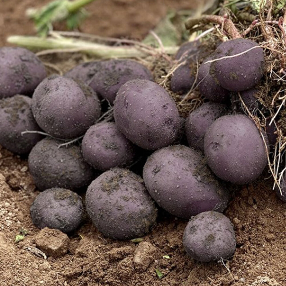 1720427369 thumbnail