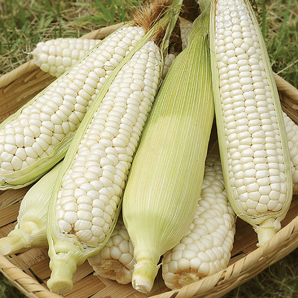 1721291314 thumbnail