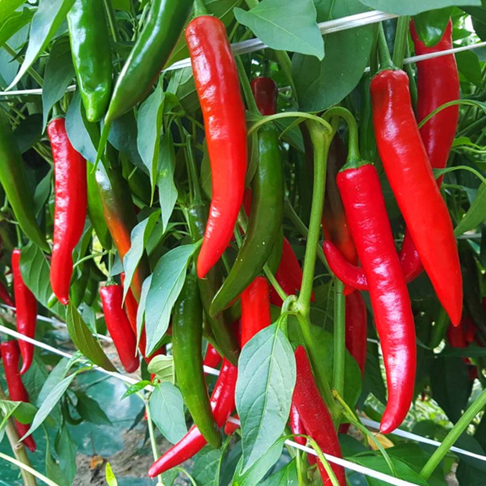 1721708483 thumbnail