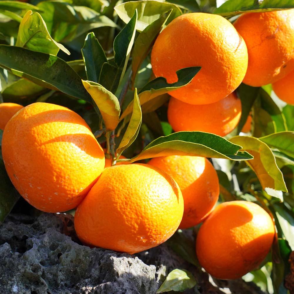 1721972618 thumbnail