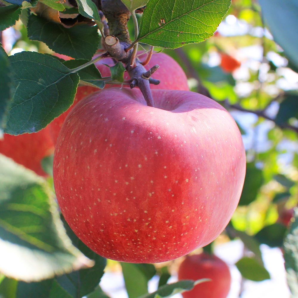 1724287970 thumbnail