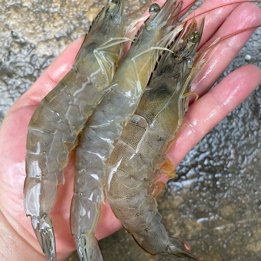 1724386841 thumbnail