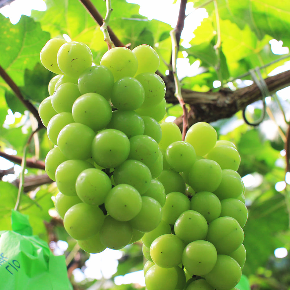 1726708534 thumbnail