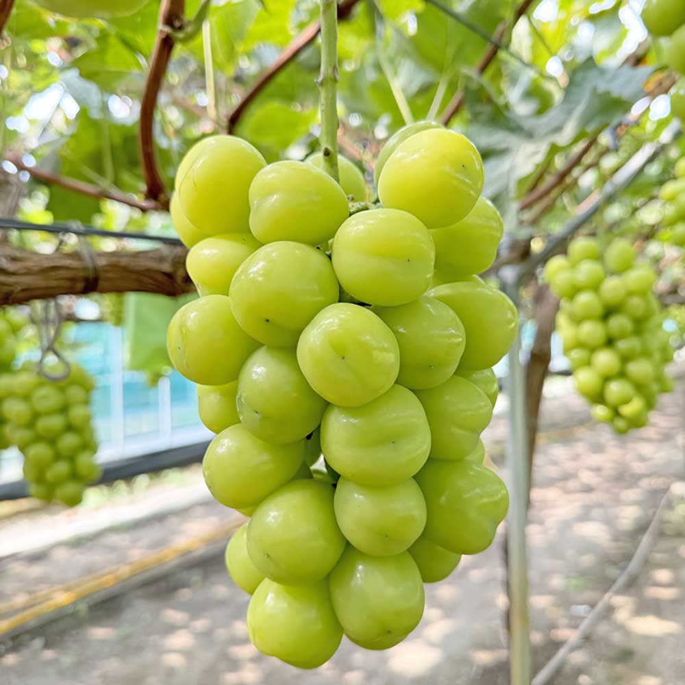 1727842657 thumbnail