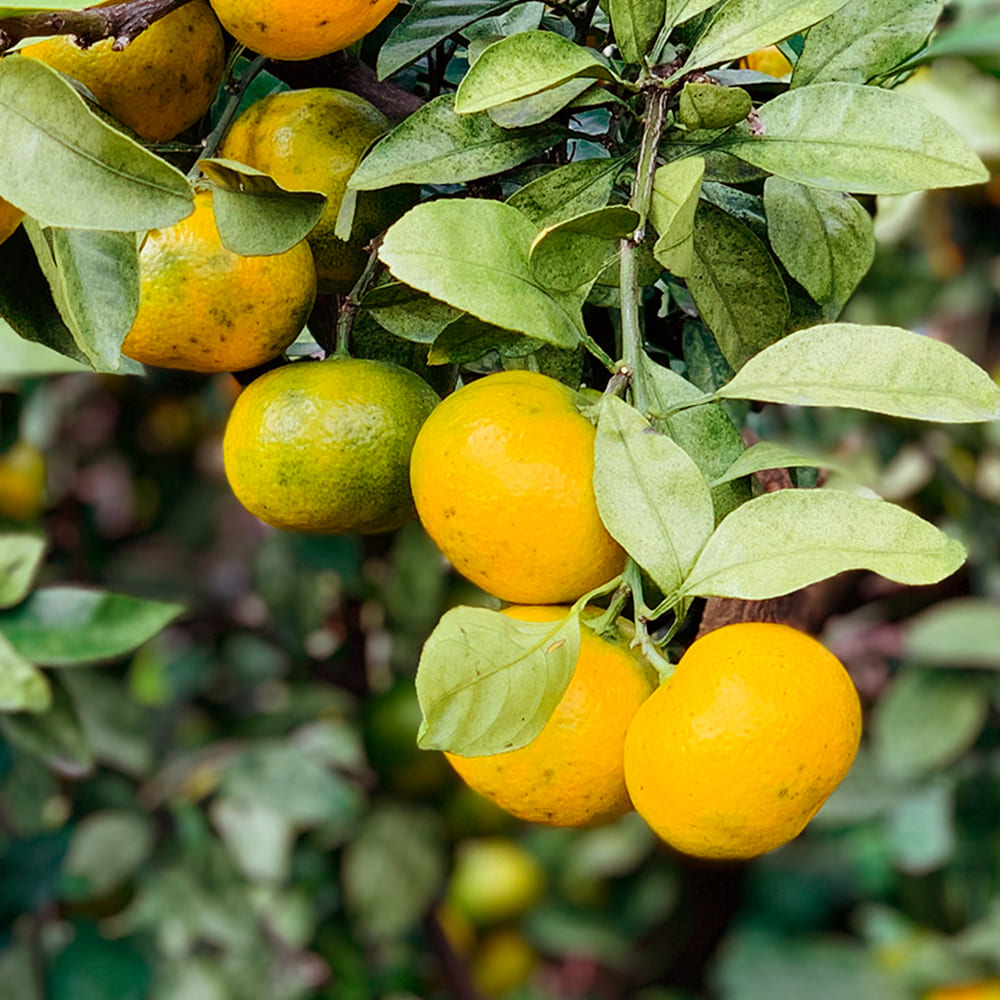 1728623524 thumbnail