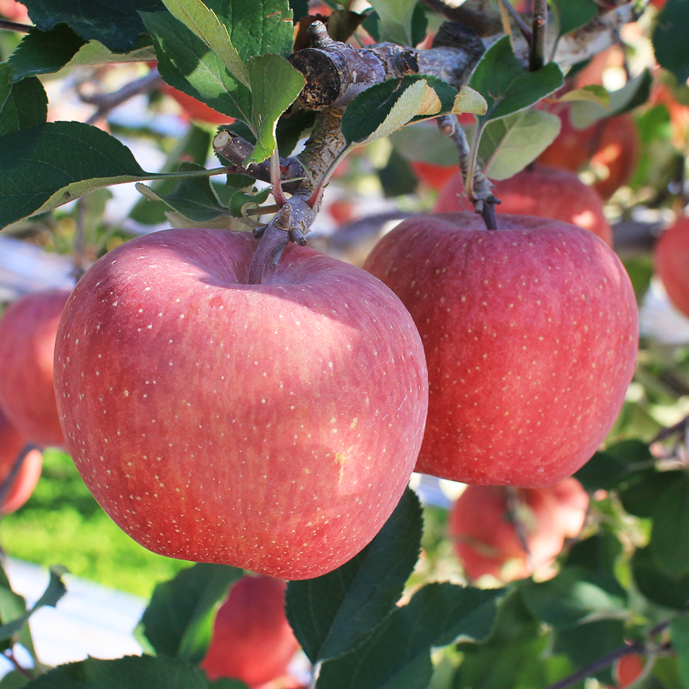 1728963362 thumbnail