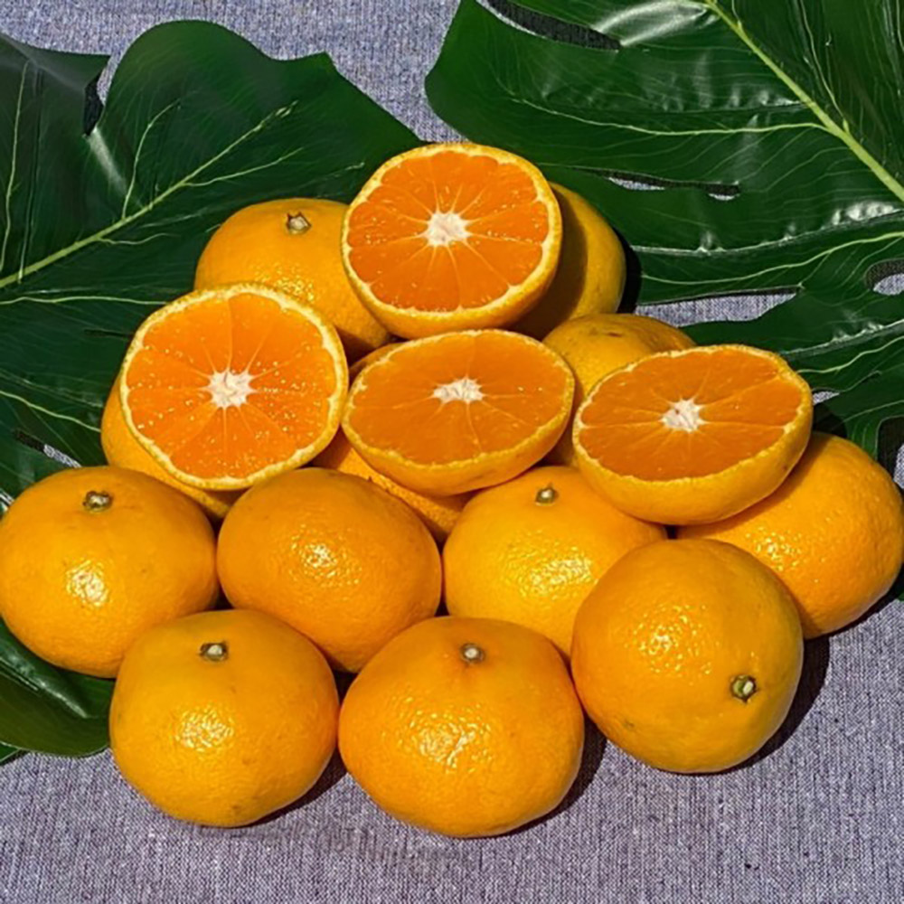 1729147477 thumbnail