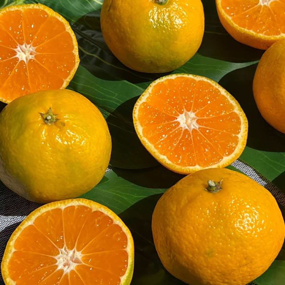 1729147478 thumbnail