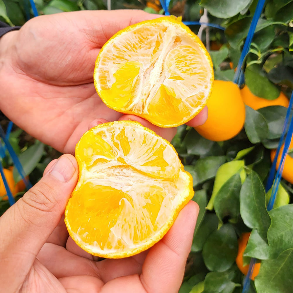 1729572559 thumbnail