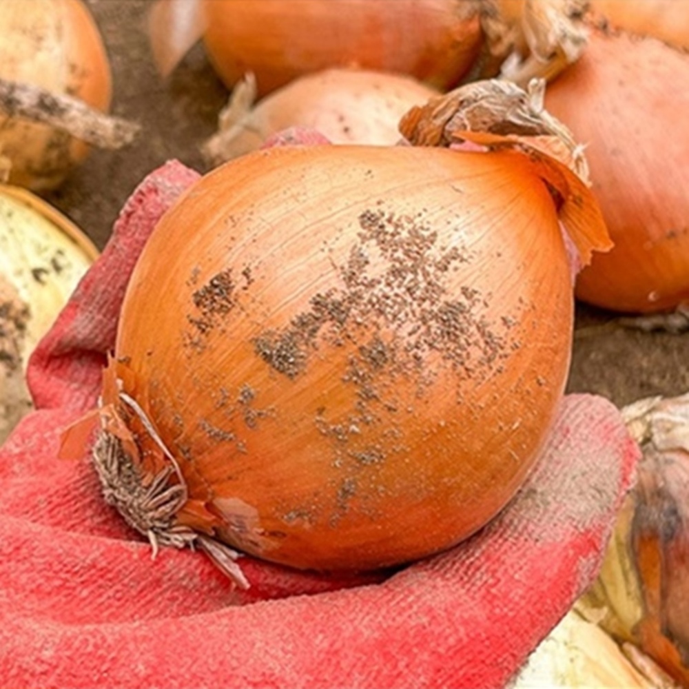 1729653725 thumbnail