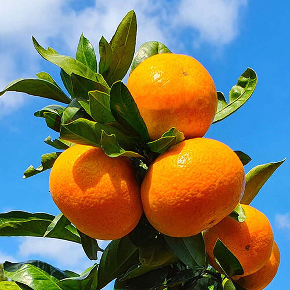 1730079186 thumbnail