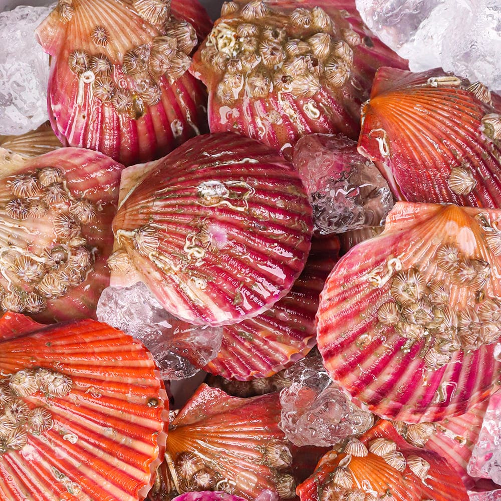 1730085156 thumbnail