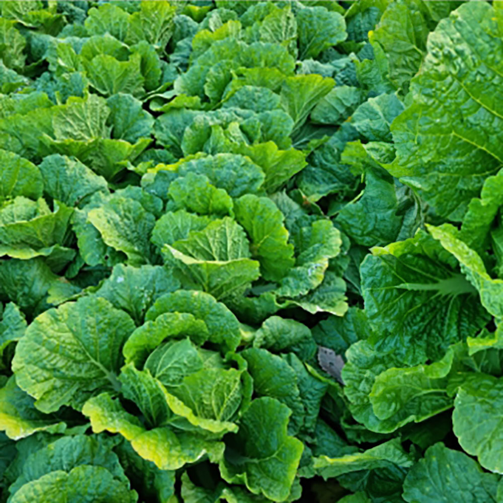 1730105203 thumbnail