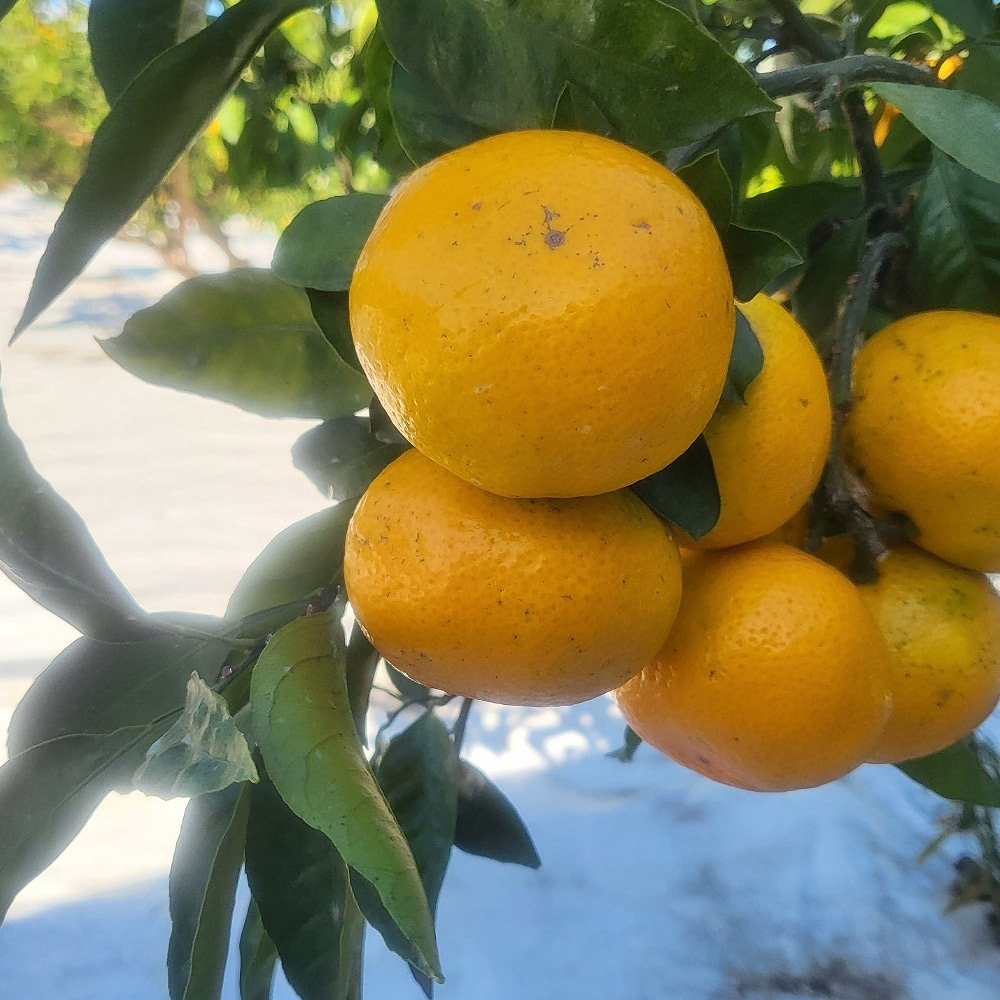 1730266879 thumbnail