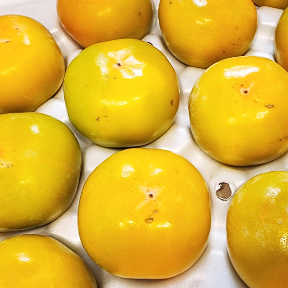 1730958276 thumbnail