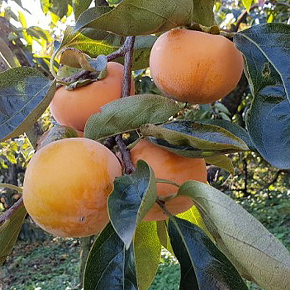 1730958277 thumbnail