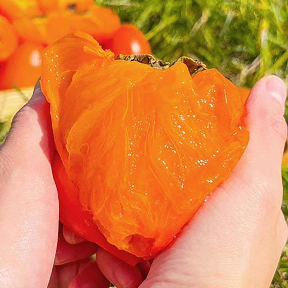 1731040195 thumbnail