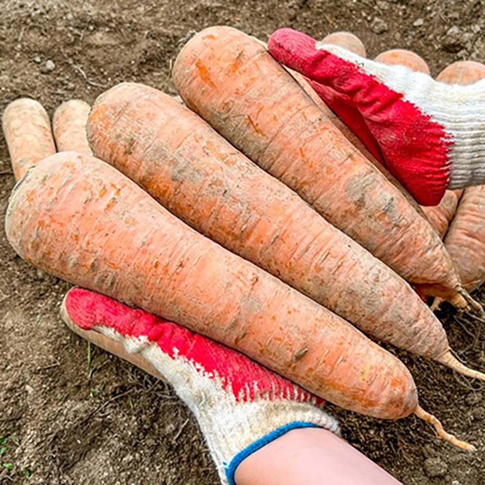 1731040200 thumbnail