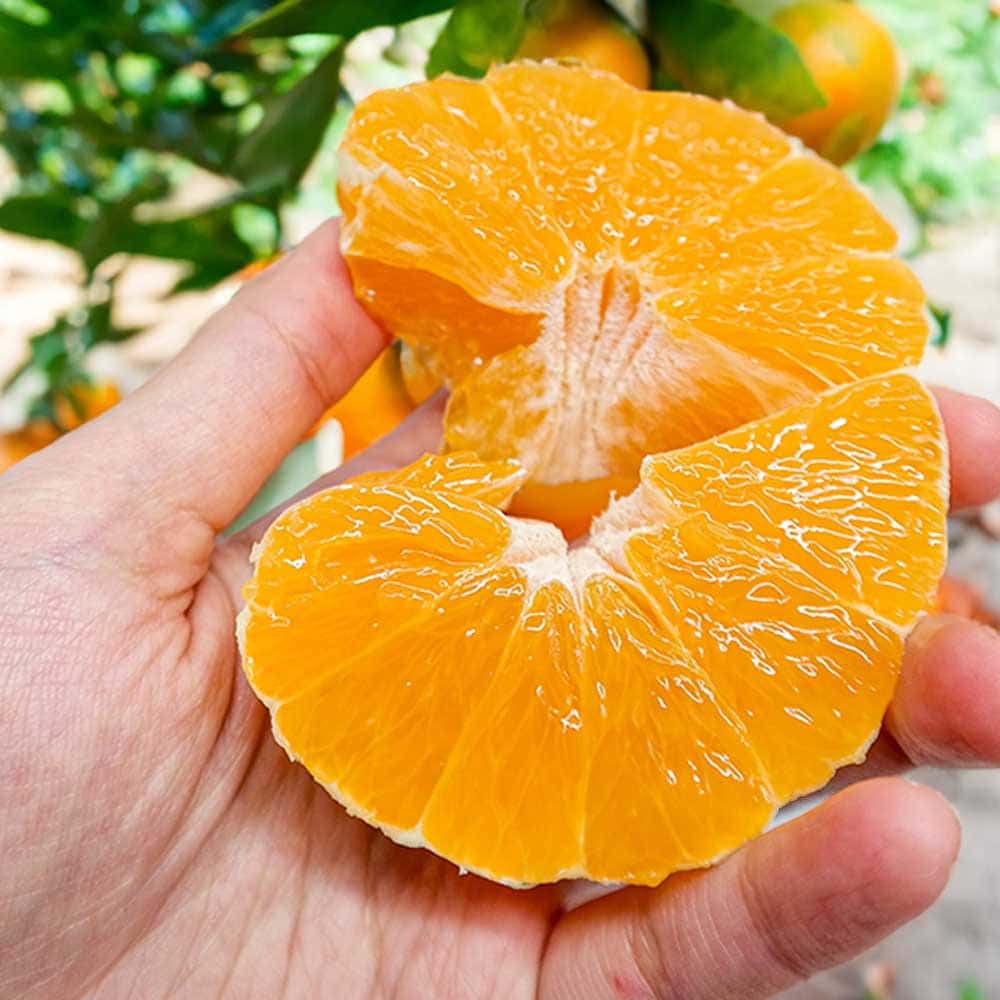 1731398312 thumbnail