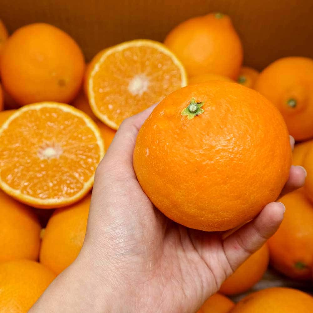 1731398313 thumbnail