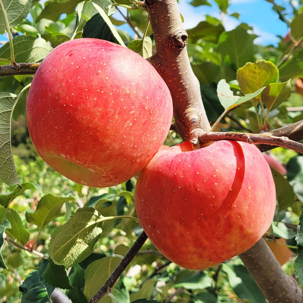 1731892077 thumbnail