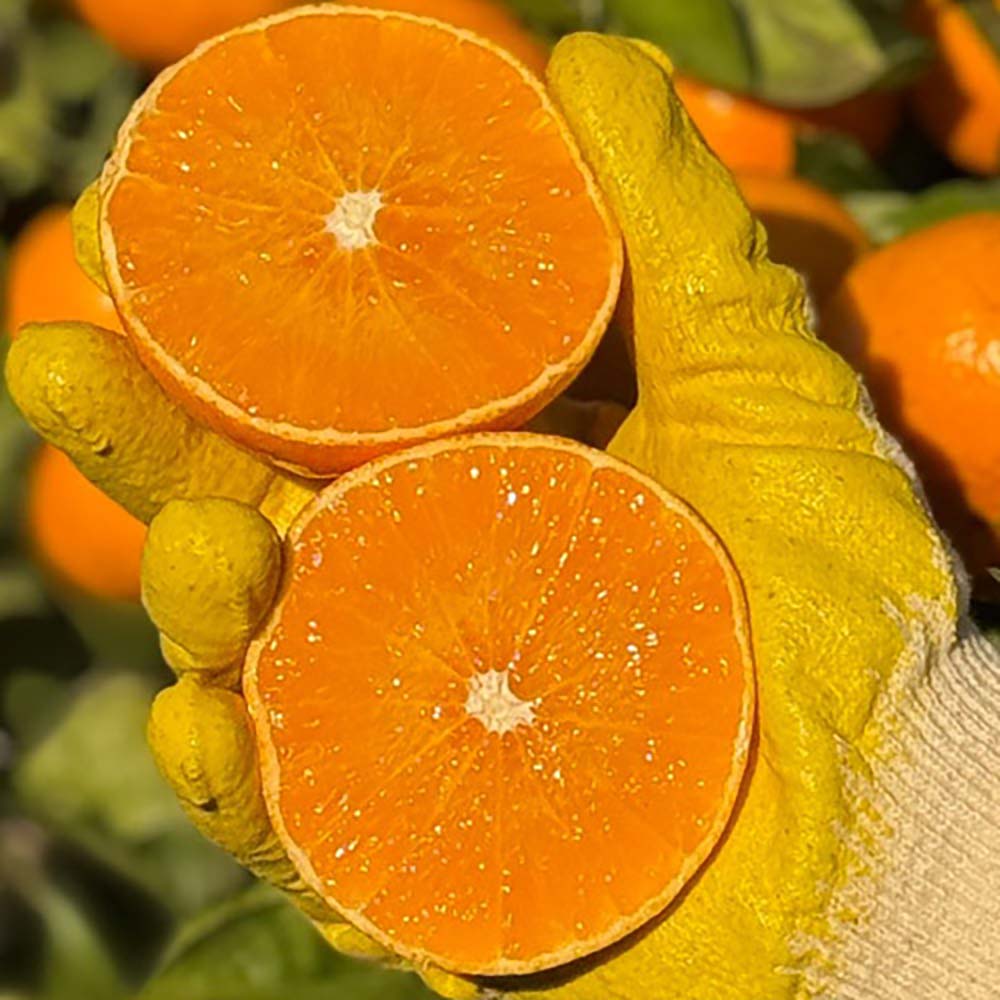 1731994619 thumbnail