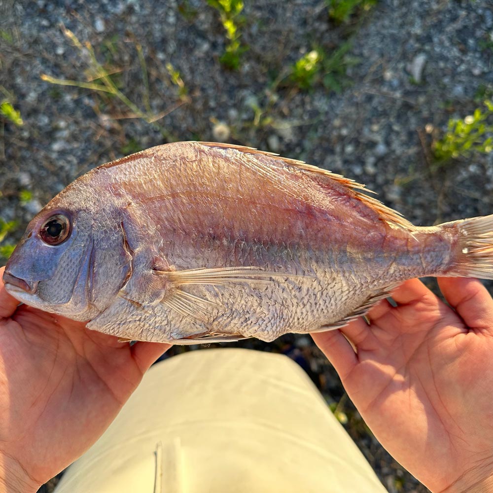 1733718381 thumbnail