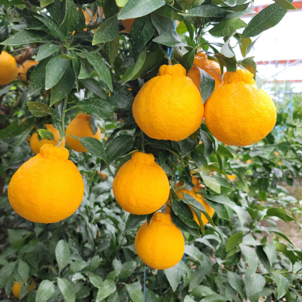 1733733437 thumbnail