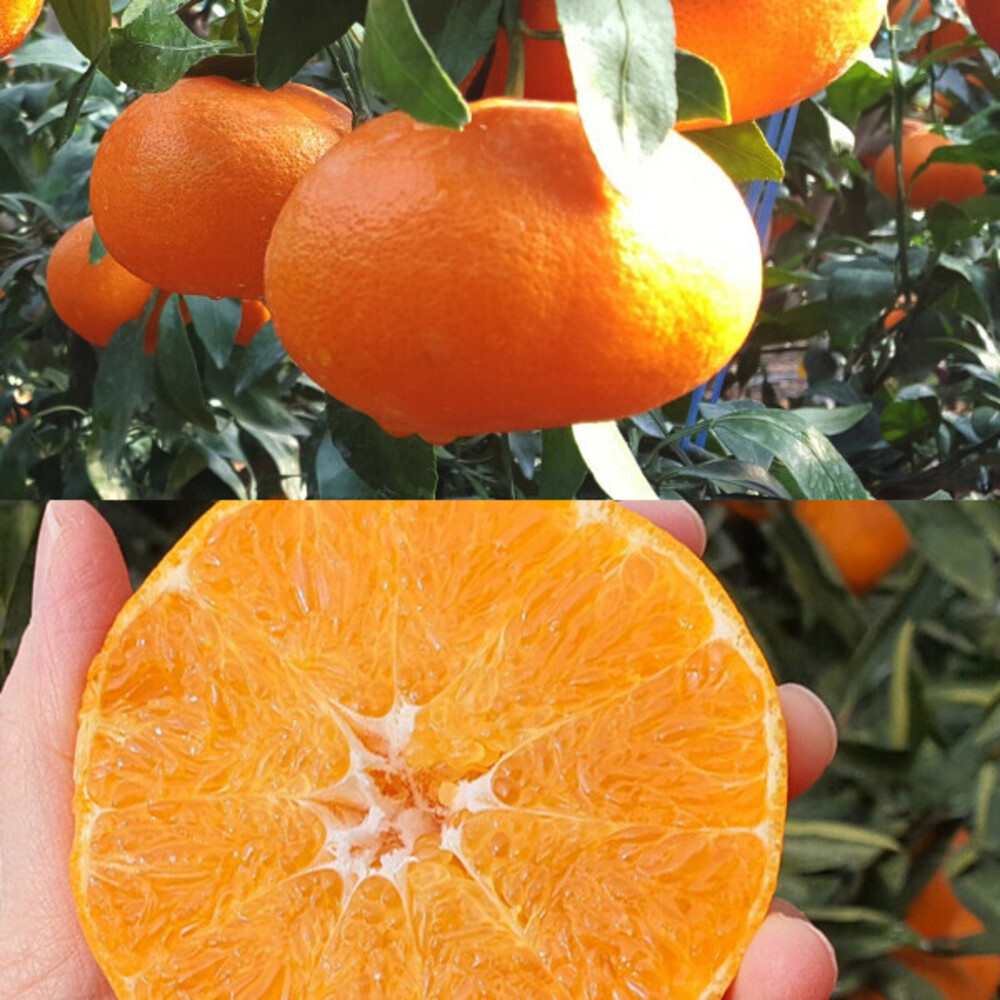 1734496157 thumbnail