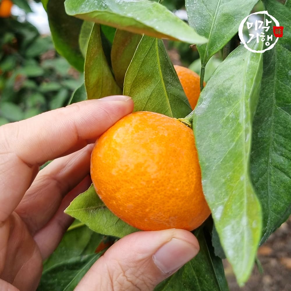 1734941808 thumbnail