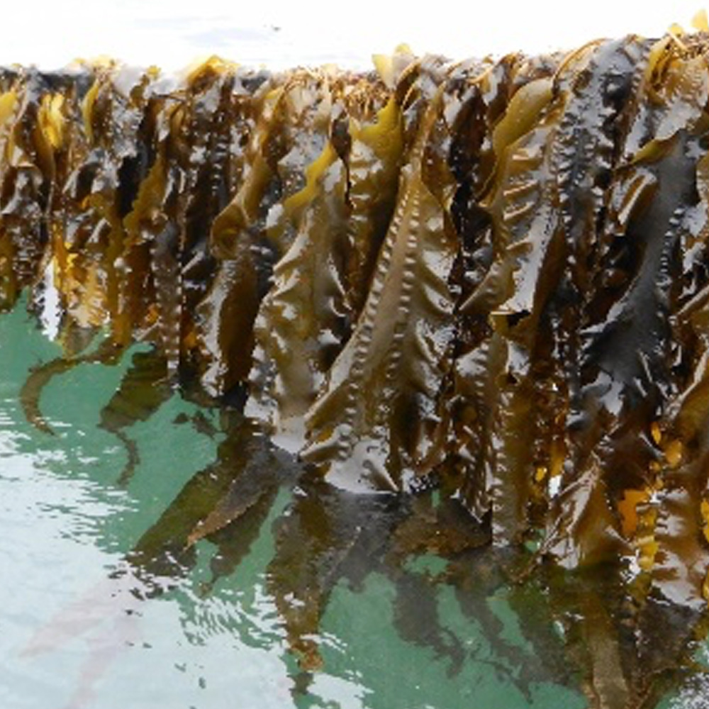 1736232564 thumbnail