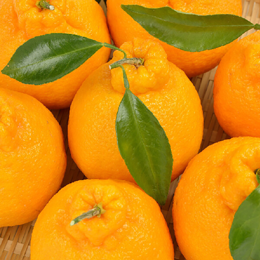 1736232574 thumbnail