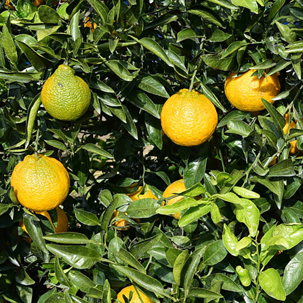 1736326285 thumbnail