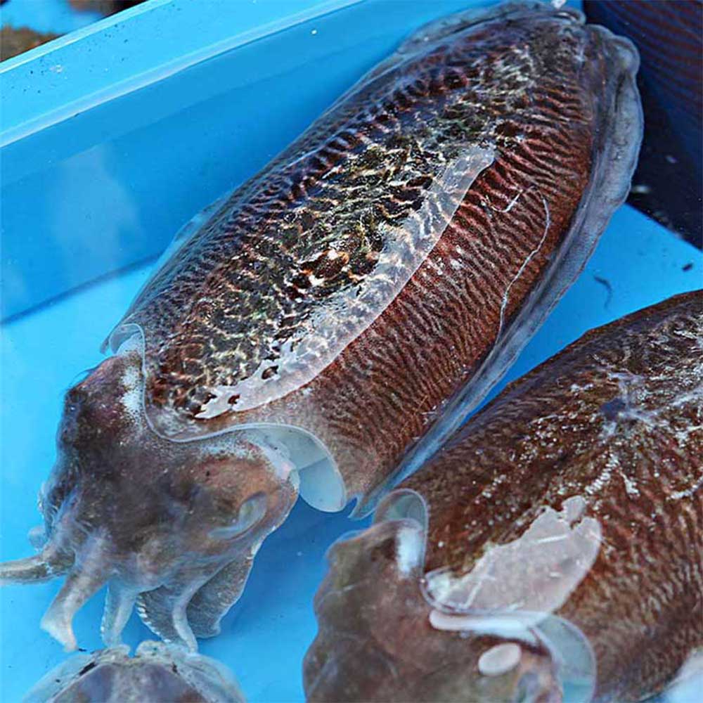 1740023485 thumbnail