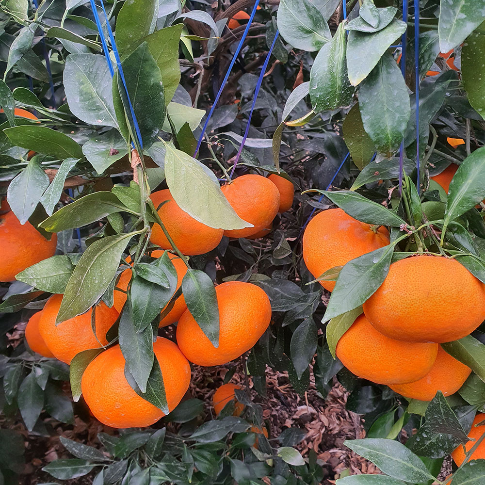 1740111320 thumbnail