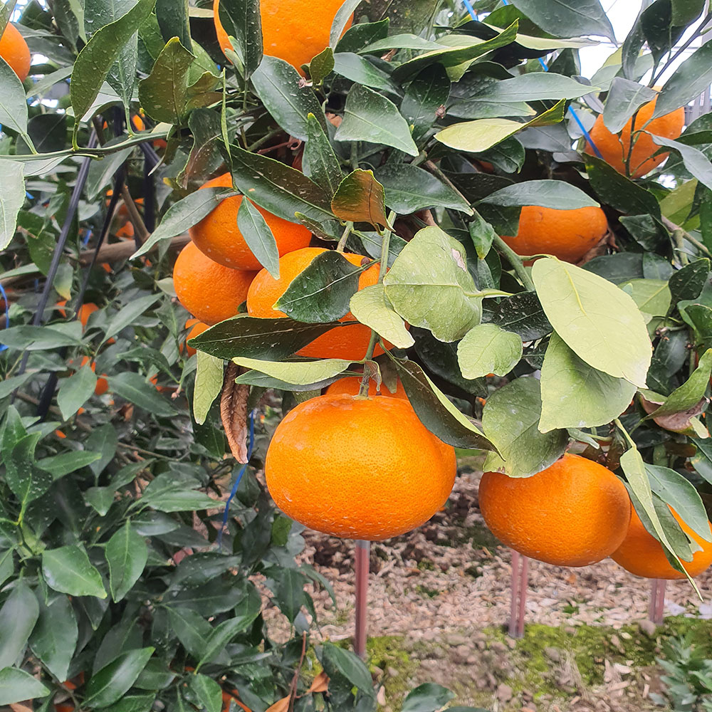 1740111325 thumbnail