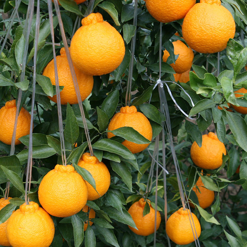 1740111330 thumbnail