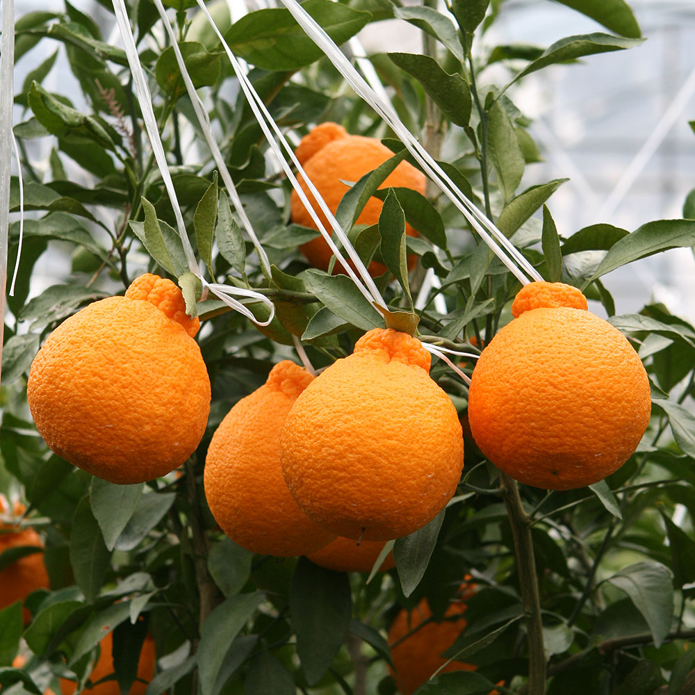 1740111333 thumbnail