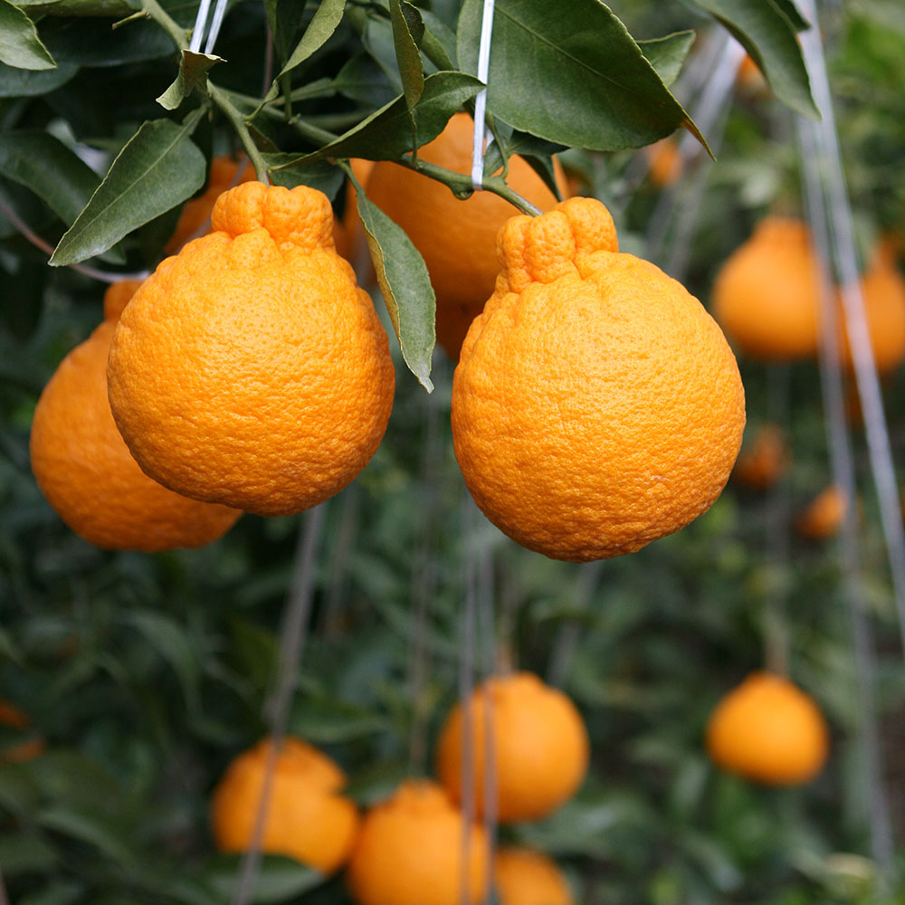 1740111336 thumbnail