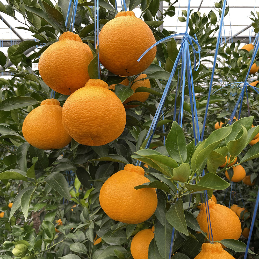 1740111340 thumbnail