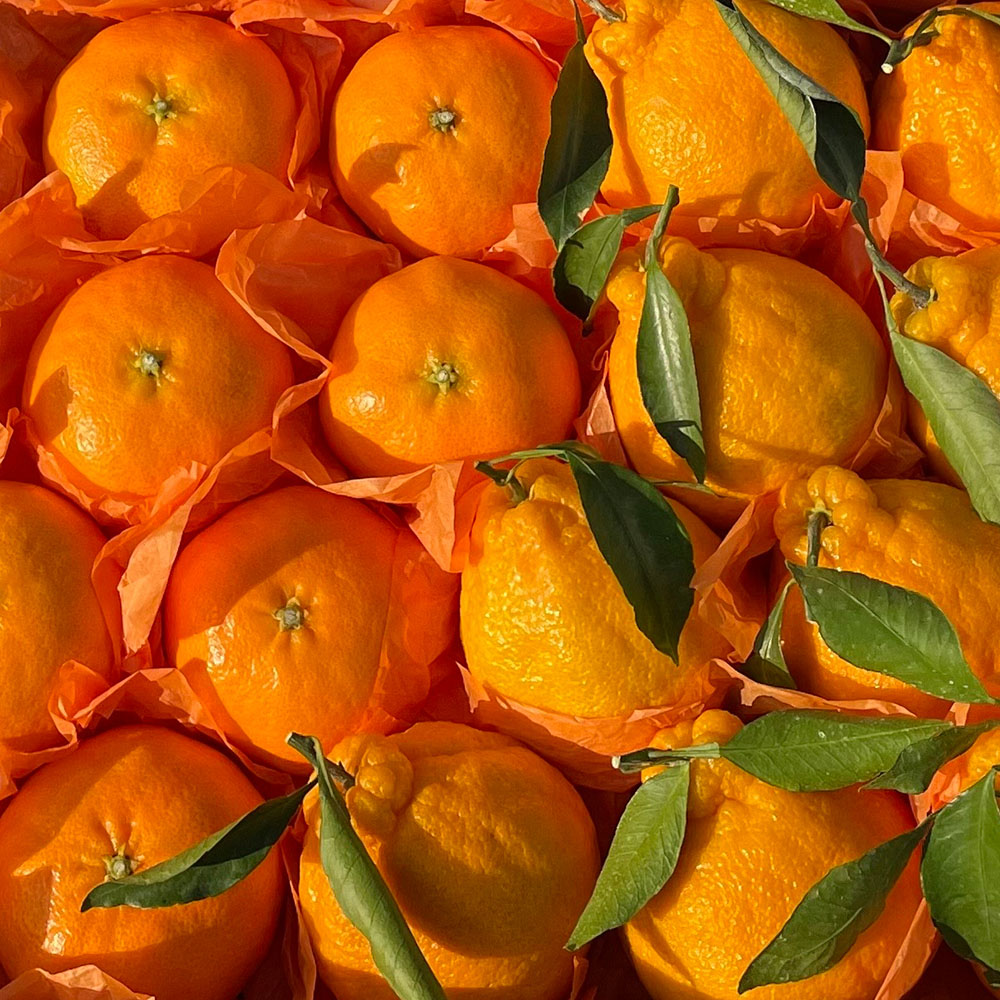 1740111343 thumbnail