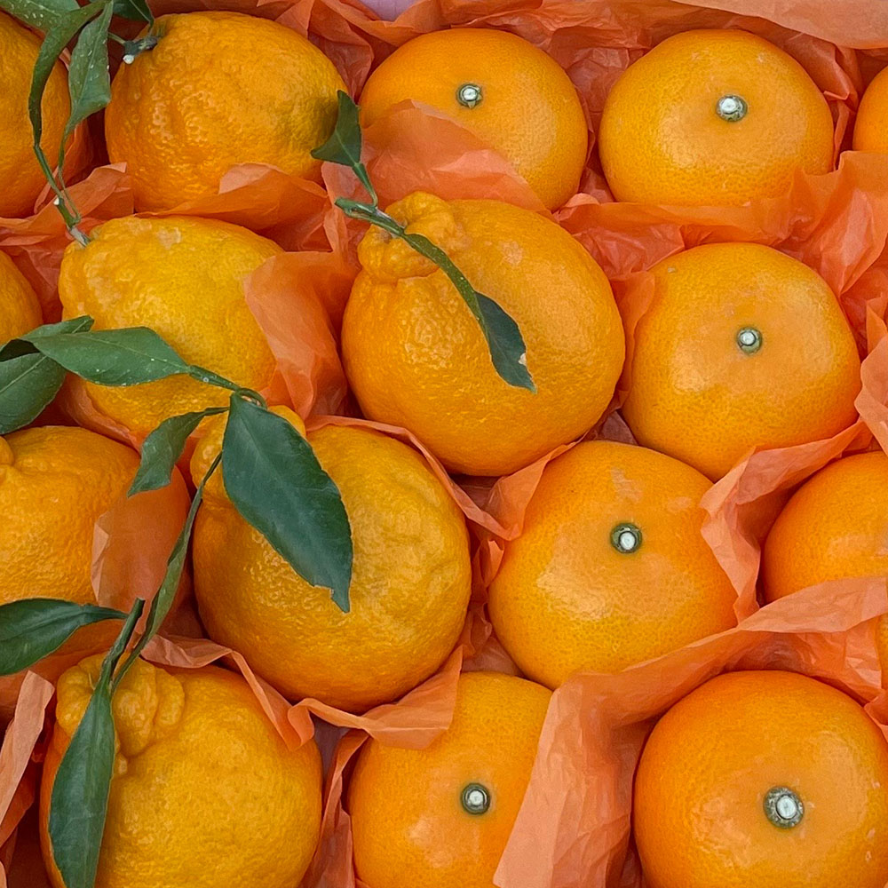 1740111346 thumbnail