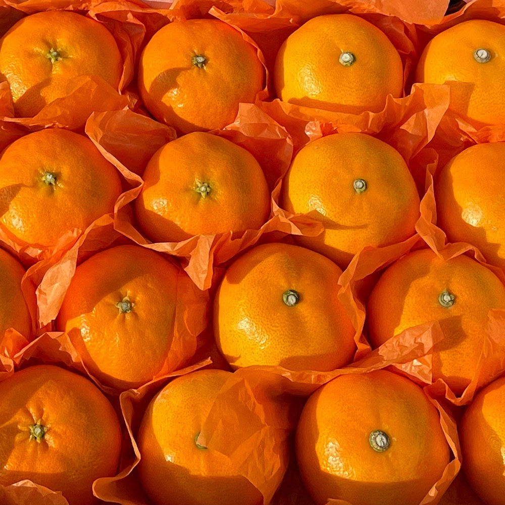 1740111349 thumbnail